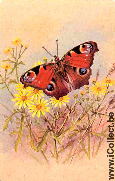 Single Swap Playing Cards Animal Butterfly (PS08-49C) - Click Image to Close