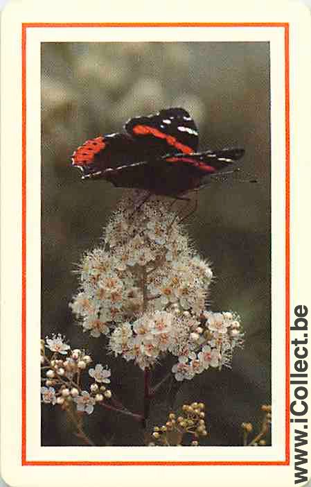 Single Playing Cards Animal Butterfly (PS11-45C) - Click Image to Close