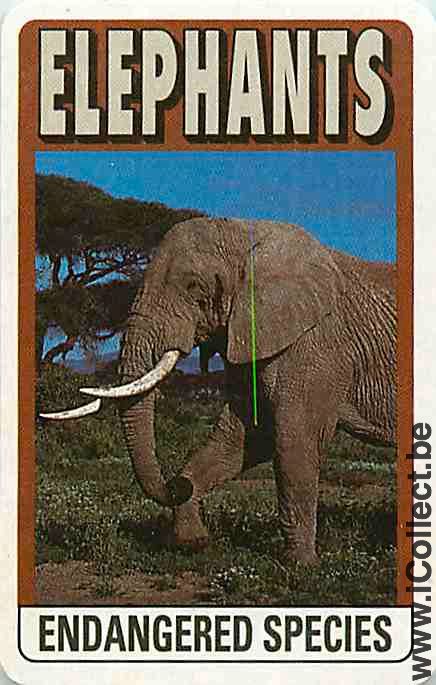 Single Swap Playing Cards Animal Elephant (PS07-51I) - Click Image to Close