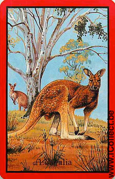 Single Playing Cards Animal Wallaby (PS09-53A)