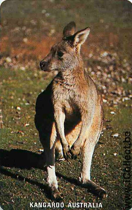 Single Playing Cards Animal Wallaby (PS09-53D)