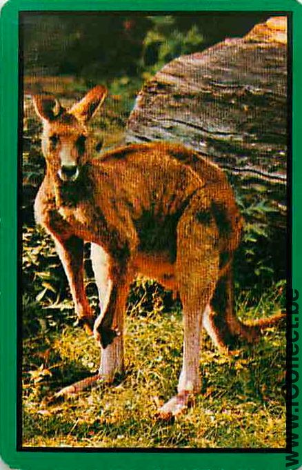 Single Swap Playing Cards Animal Wallaby (PS09-53E)