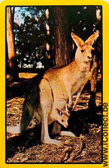 Single Playing Cards Animal Wallaby (PS09-53I)