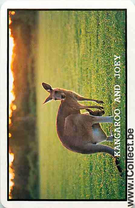 Single Playing Cards Animal Wallaby (PS09-54A)