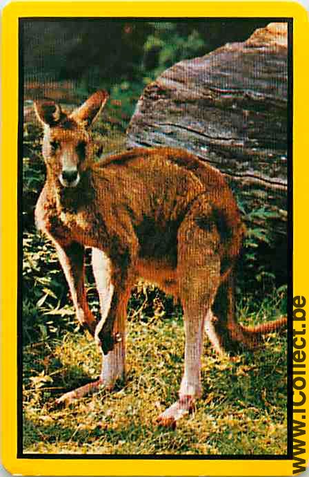 Single Swap Playing Cards Animal Wallaby (PS09-54C)