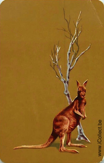 Single Swap Playing Cards Animal Wallaby (PS20-03A)