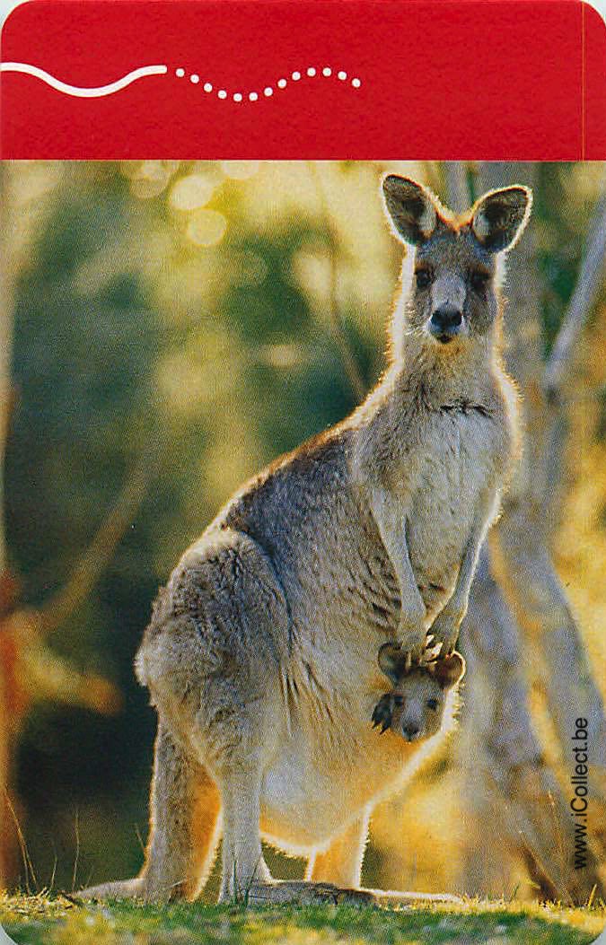 Single Swap Playing Cards Animal Wallaby (PS24-11I)