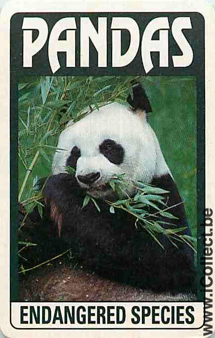 Single Playing Cards Animal Panda (PS09-55D) - Click Image to Close