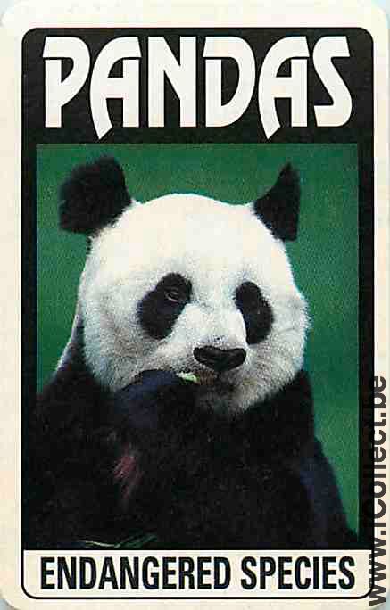 Single Playing Cards Animal Panda (PS09-55E) - Click Image to Close