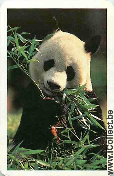 Single Swap Playing Cards Animal Panda (PS09-55F)
