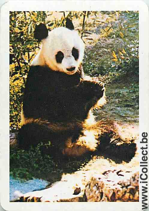 Single Swap Playing Cards Animal Panda (PS09-55I) - Click Image to Close