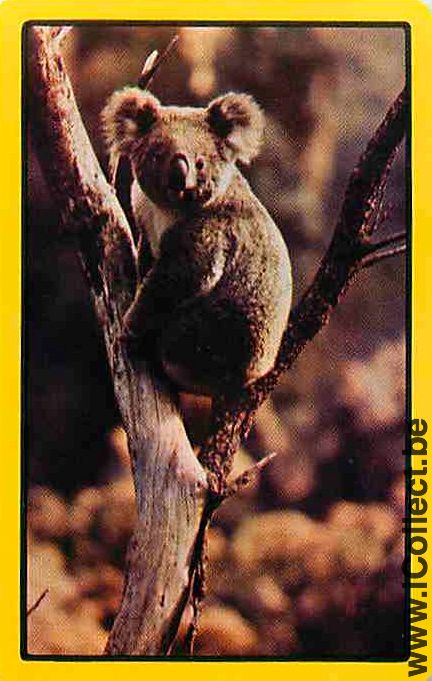 Single Playing Cards Animal Koala (PS09-57G)