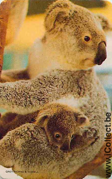 Single Playing Cards Animal Koala (PS09-57I)