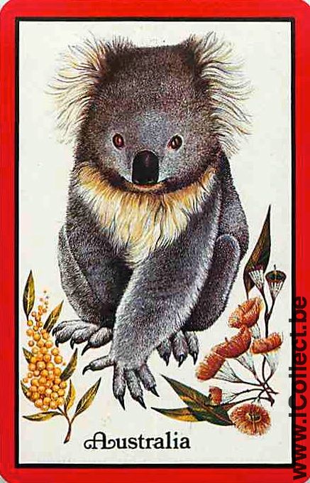 Single Swap Playing Cards Animal Koala (PS09-58A)