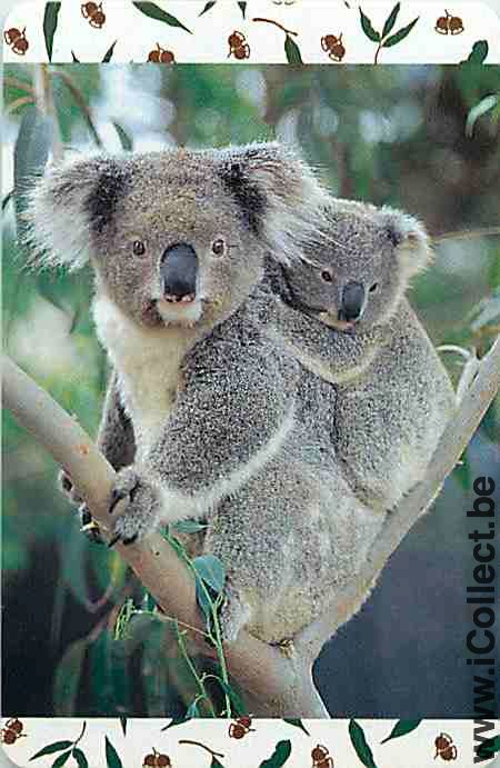 Single Swap Playing Cards Animal Koala (PS09-58B)