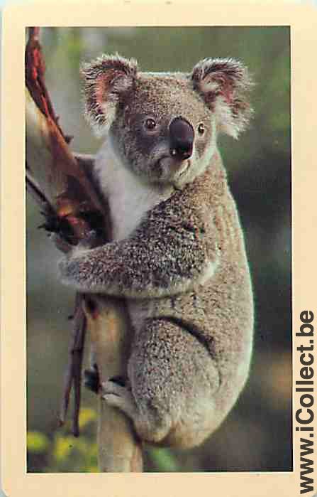 Single Swap Playing Cards Animal Koala (PS09-58C)