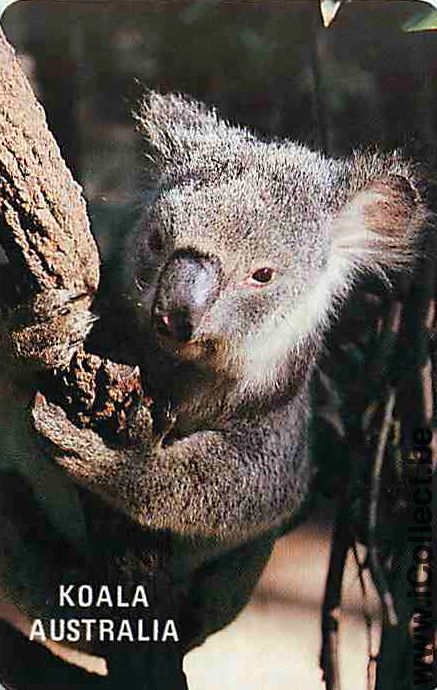 Single Playing Cards Animal Koala (PS09-58D)