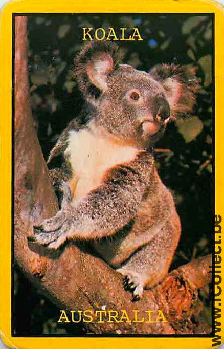 Single Swap Playing Cards Animal Koala (PS09-04F)