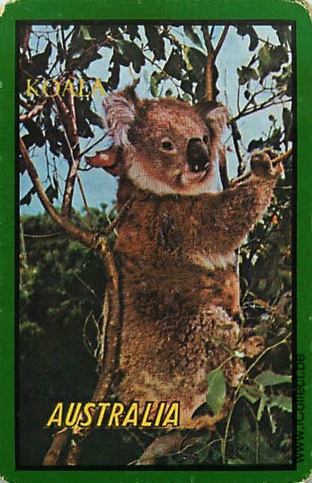 Single Swap Playing Cards Animal Koala Australia (PS20-05B)