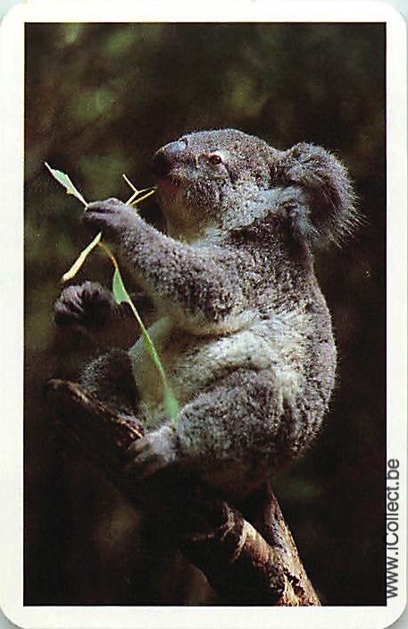 Single Swap Playing Cards Animal Koala (PS20-05C)