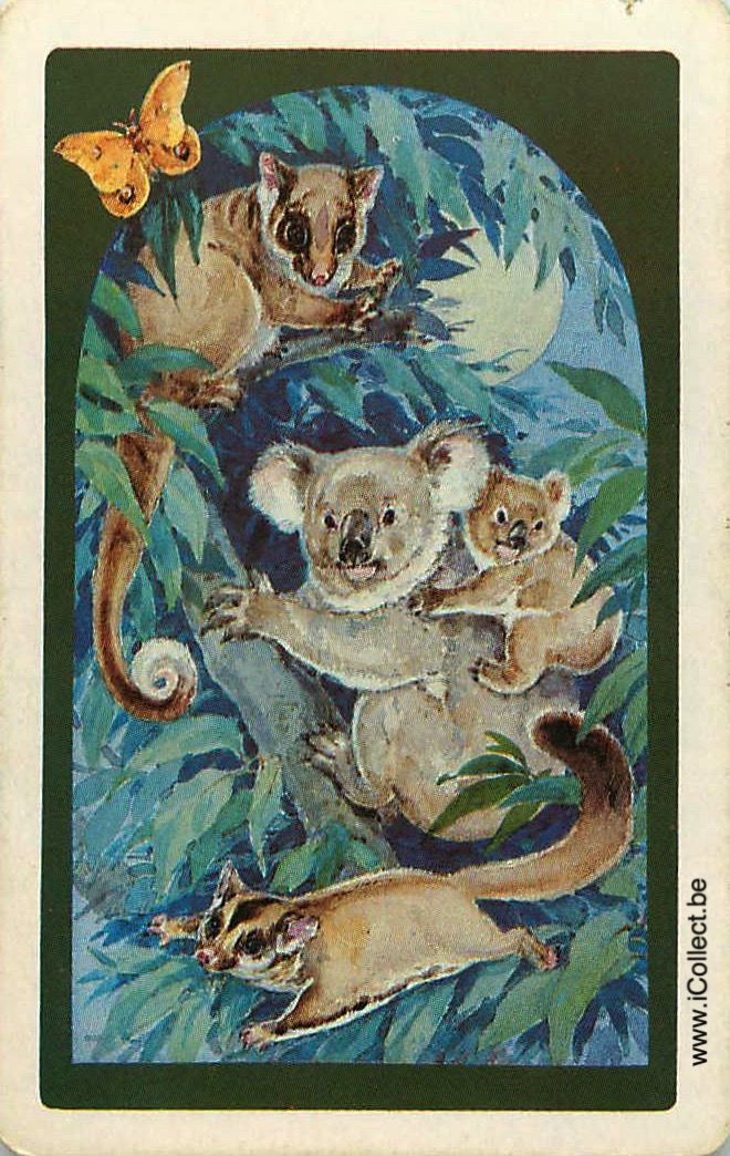 Single Swap Playing Cards Animal Koala (PS20-26H)