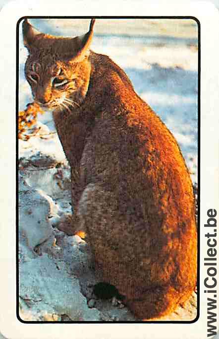 Single Playing Cards Animal Feline (PS12-15B)