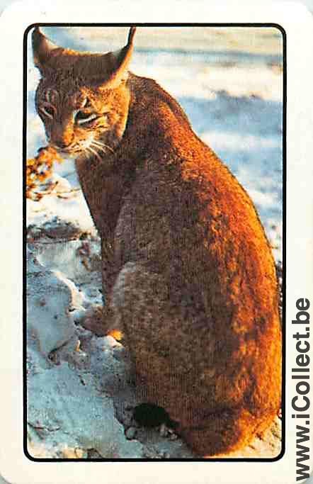 Single Playing Cards Animal Feline (PS12-15B) - Click Image to Close