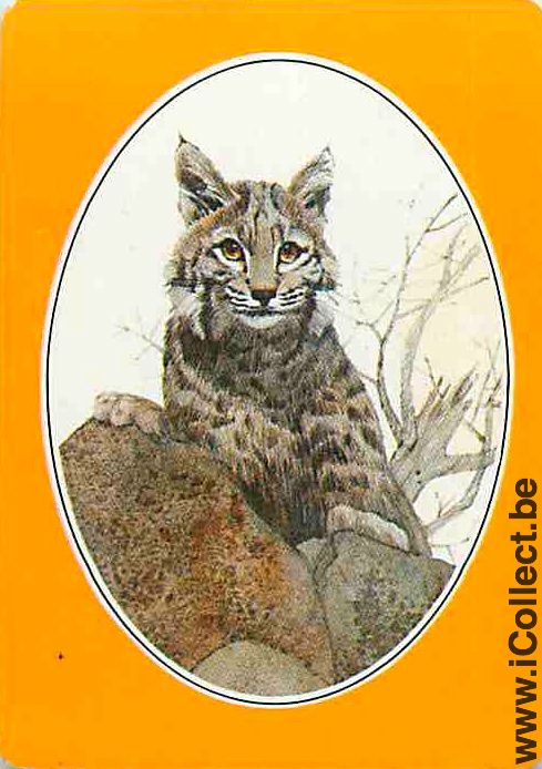 Single Playing Cards Animal Feline (PS12-15F) - Click Image to Close