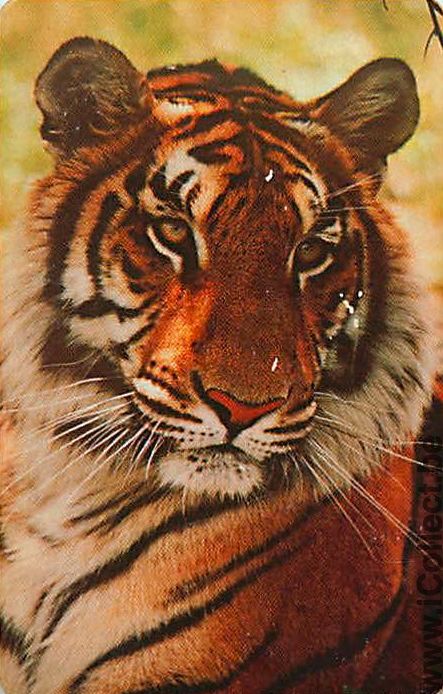 Single Playing Cards Animal Tiger (PS04-23E) - Click Image to Close