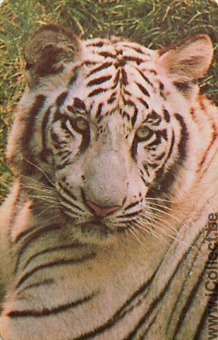 Single Playing Cards Animal Tiger (PS04-35I) - Click Image to Close