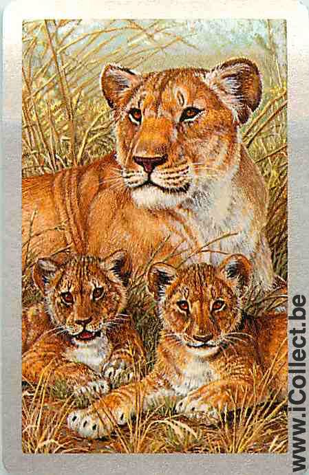 Single Playing Cards Animal Lions (PS08-12I)