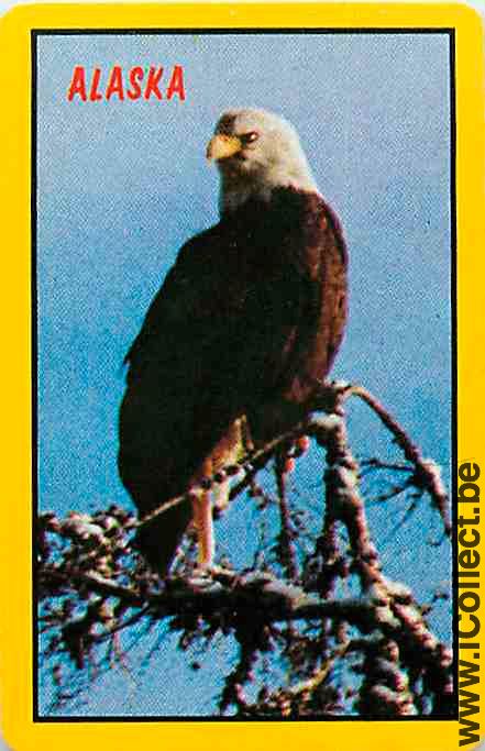 Single Playing Cards Animal Eagle Alaska (PS10-08D) - Click Image to Close