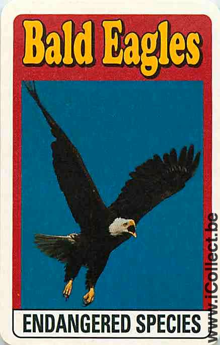 Single Swap Playing Cards Animal Bald Eagles (PS10-09B) - Click Image to Close