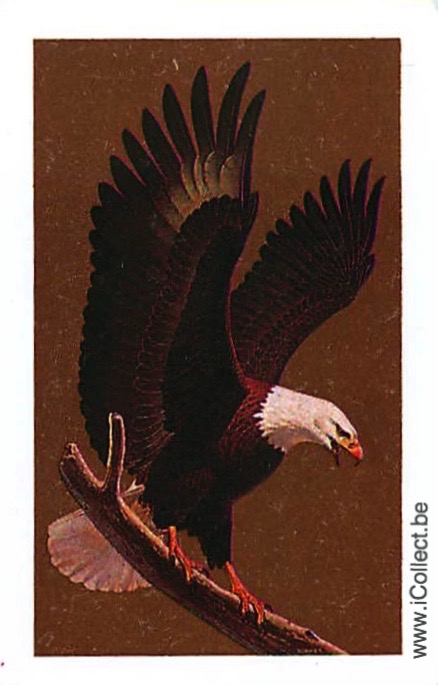 Single Swap Playing Cards Animal Eagle (PS21-25H) - Click Image to Close