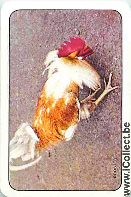 Single Swap Playing Cards Animal Chicken (PS01-19H) - Click Image to Close