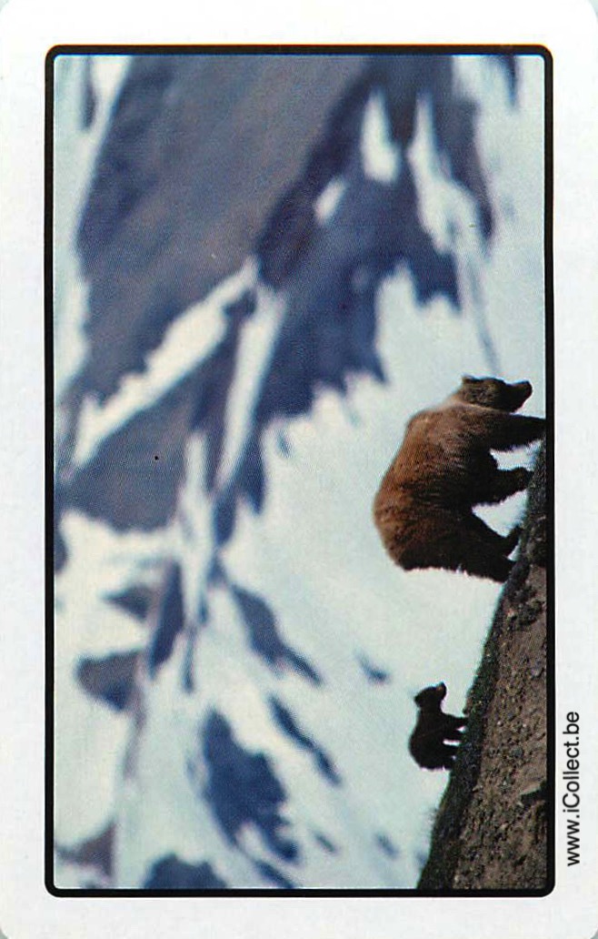 Single Swap Playing Cards Animal Bear (PS20-11G)