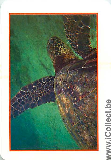 Single Playing Cards Animal Turtle (PS01-48B) - Click Image to Close