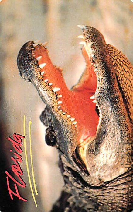 Single Playing Cards Animal Crocodile Florida (PS03-53H) - Click Image to Close