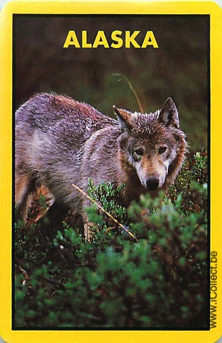 Single Swap Playing Cards Animal Wolf Alaska (PS20-03E) - Click Image to Close