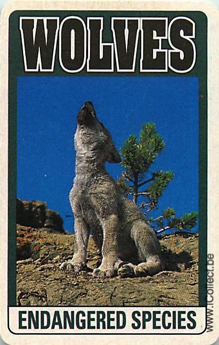 Single Swap Playing Cards Animal Wolves (PS20-03G) - Click Image to Close