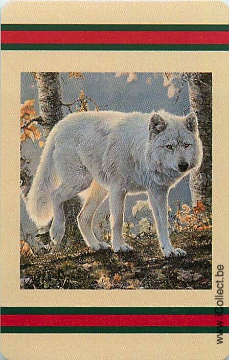 Single Swap Playing Cards Animal White Wolf (PS20-03I)