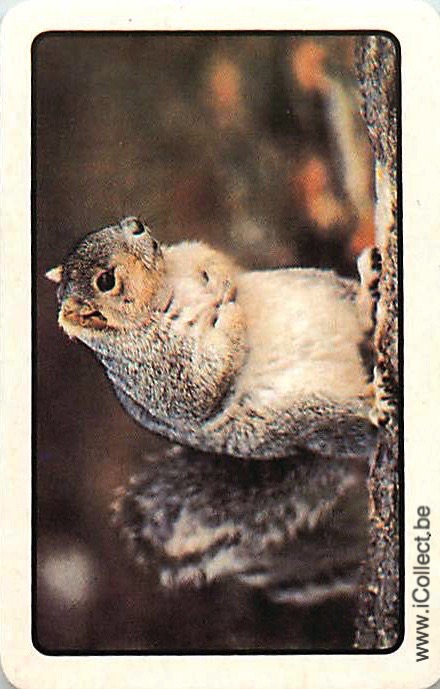 Single Swap Playing Cards Animal Squirrel (PS21-30D)