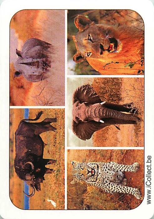 Single Swap Playing Cards Animal Safari Animals (PS20-46B)