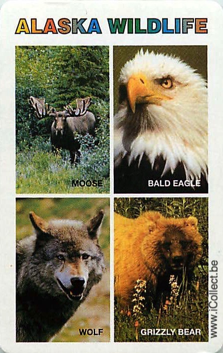 Single Swap Playing Cards Animal Alaska Wildlife (PS20-47G) - Click Image to Close