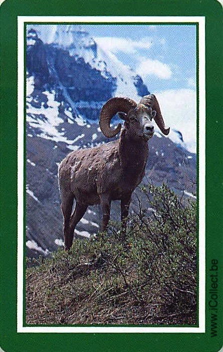 Single Swap Playing Cards Animal Aries (PS18-49I) - Click Image to Close