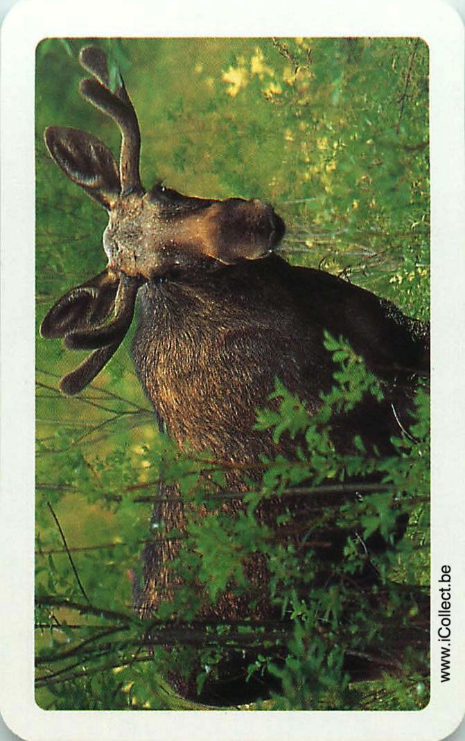 Single Swap Playing Cards Animal Deer (PS24-14H) - Click Image to Close