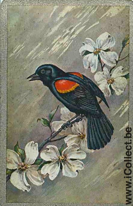 Single Swap Playing Cards Animal Bird (PS23-01E)