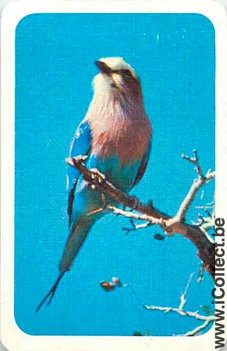 Single Swap Playing Cards Animal Bird (PS12-26B)