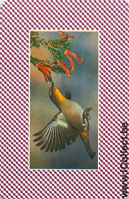 Single Swap Playing Cards Animal Bird (PS12-26E)