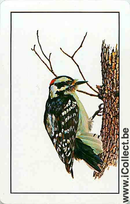 Single Swap Playing Cards Animal Bird (PS23-02G)